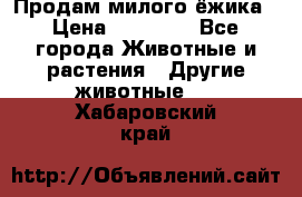 Продам милого ёжика › Цена ­ 10 000 - Все города Животные и растения » Другие животные   . Хабаровский край